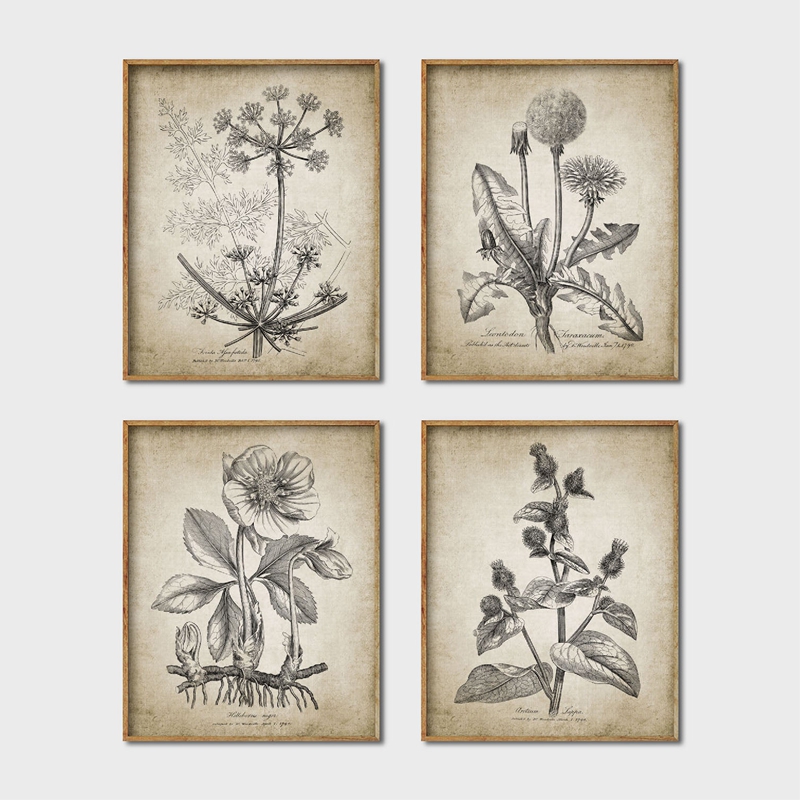 Live Plant Fertilizer - Antichi poster e stampe botaniche rustiche