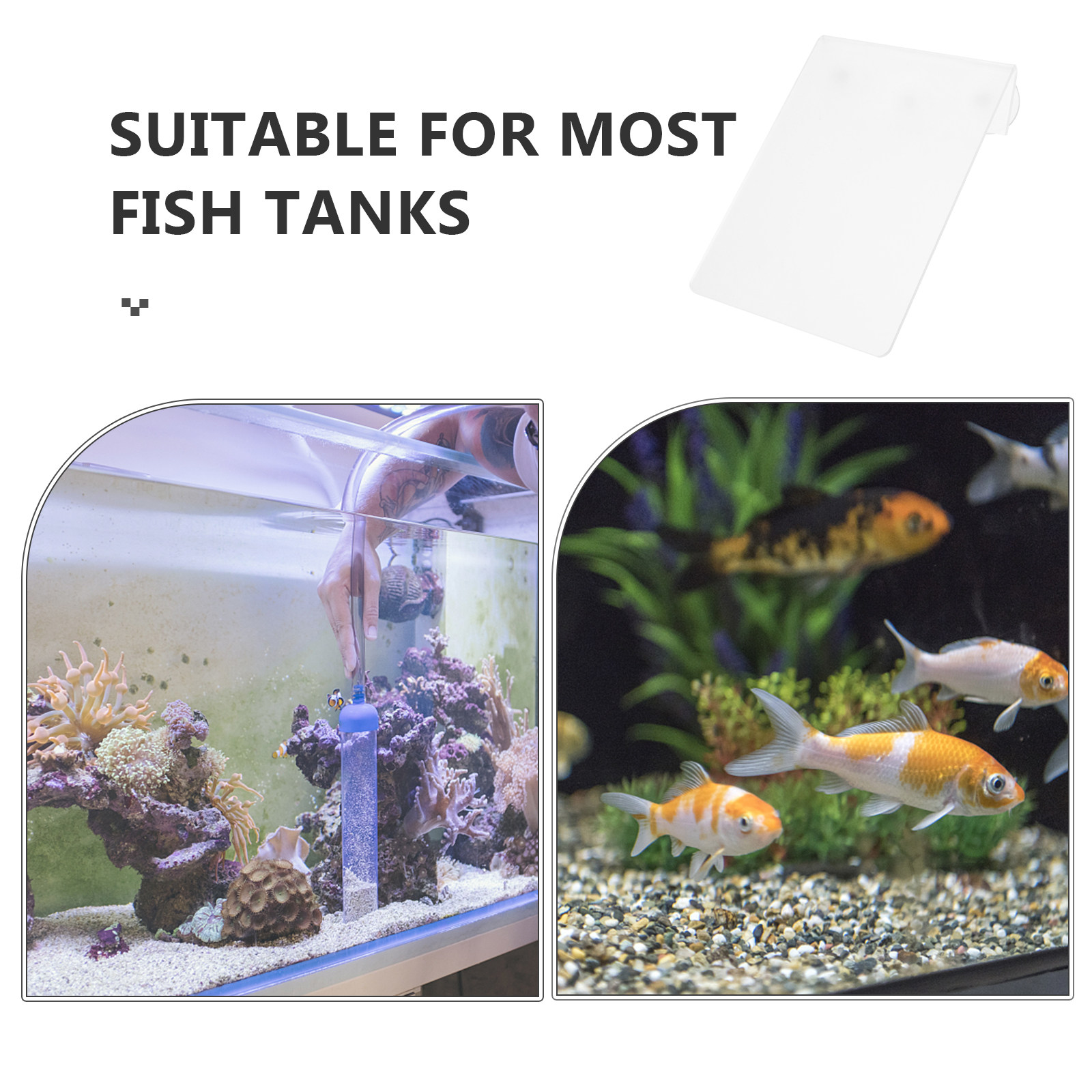 Disco per Riproduzione Pesci R - Aquarium Fish Discus recensione e prezzo