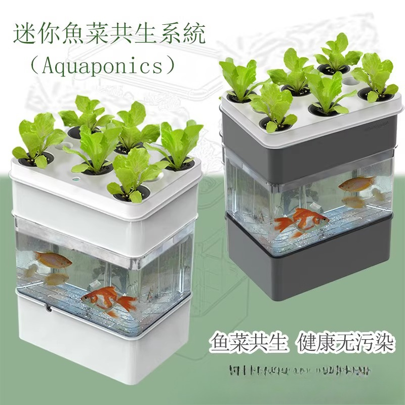 Esportazione acquario acquario - Aquarium Fish Exporter recensione e prezzo