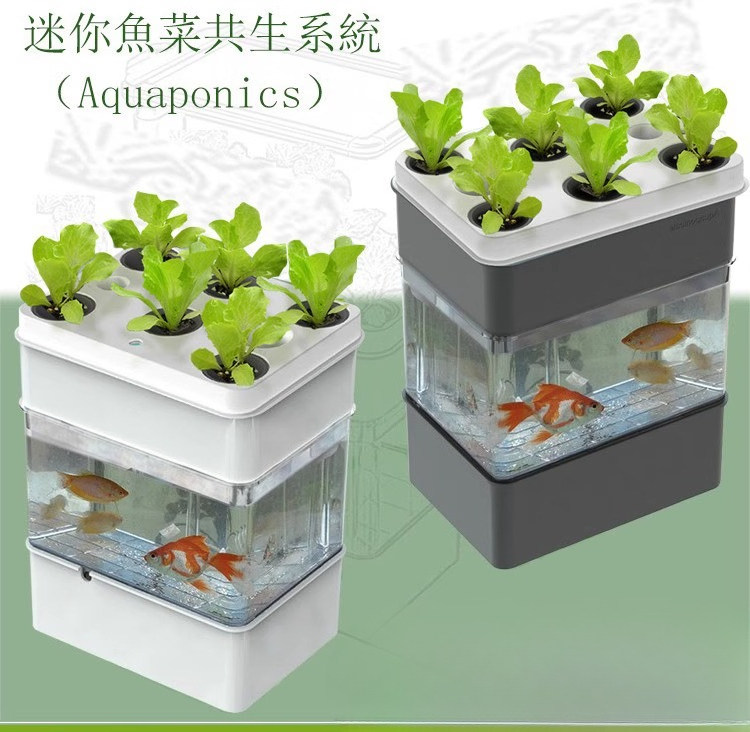 Esportazione acquario acquario - Aquarium Fish Exporter recensione e prezzo
