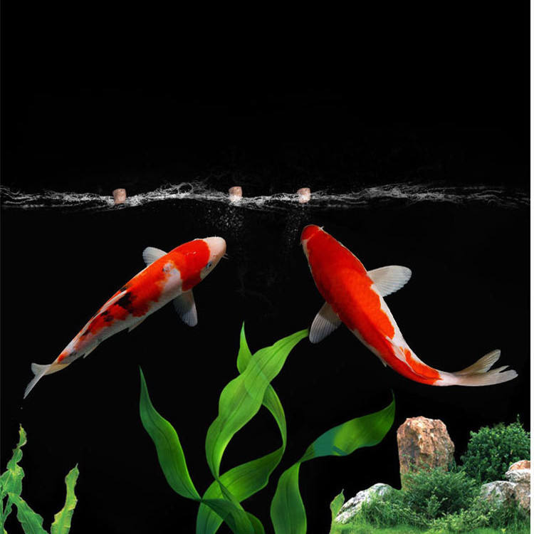 commercio all'ingrosso esporta - Aquarium Fish Exporter recensione e prezzo