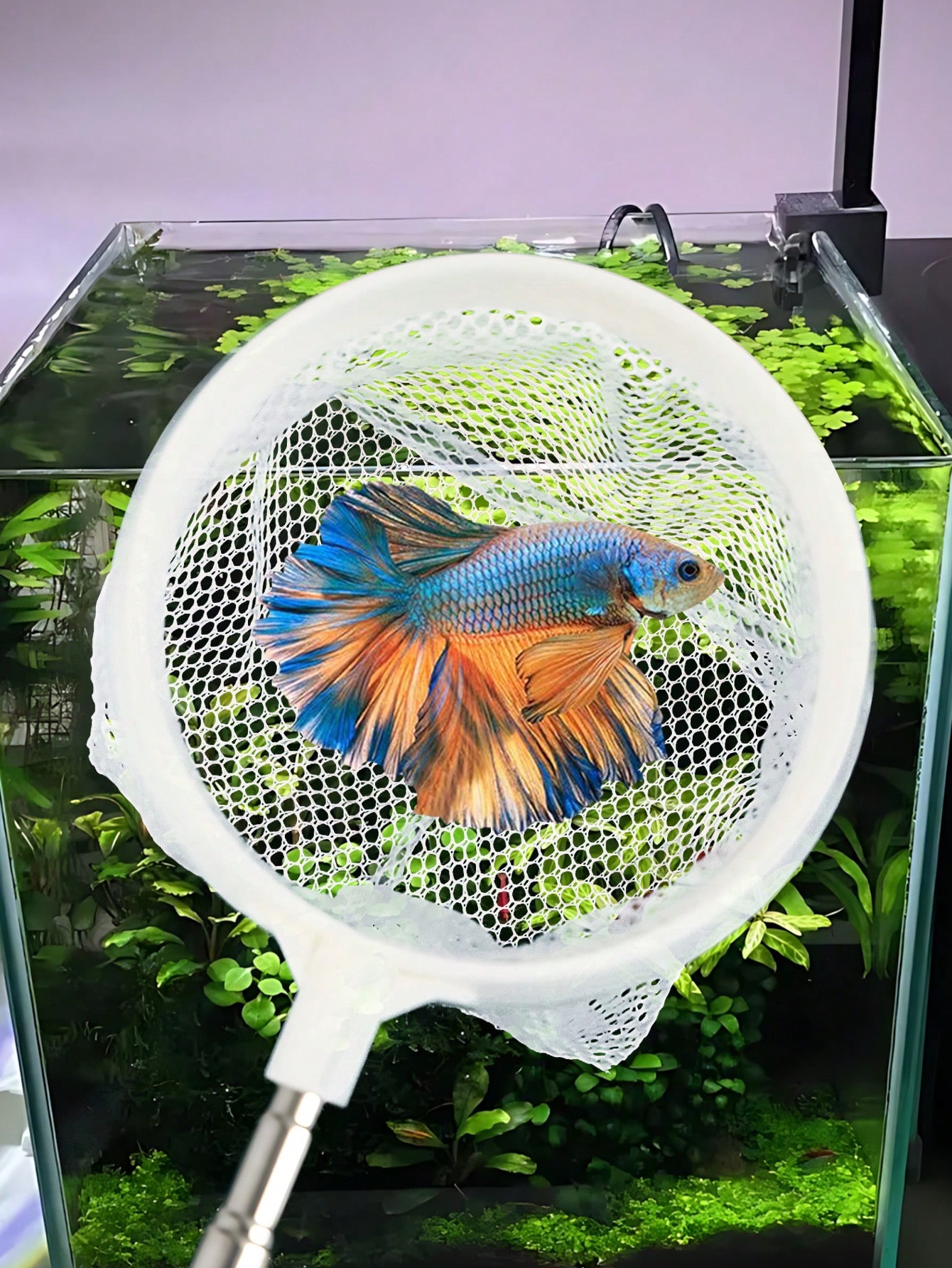 Rete per Pesci da Acquario - R - Fish Net Handle recensione e prezzo