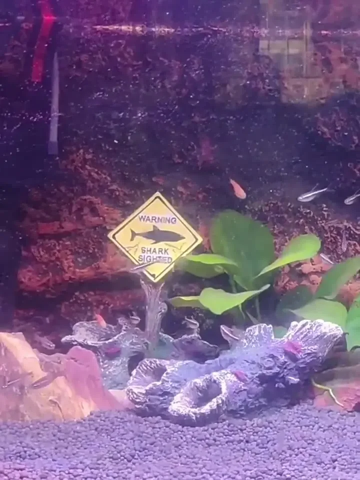 Ornamenti decorativi per acqua - Aquarium Fish Shark recensione e prezzo